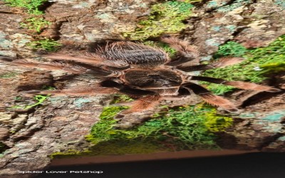 Klaasi Adult female tarantula